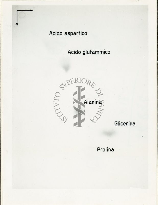 Metabolismo intermedio dei carboidrati