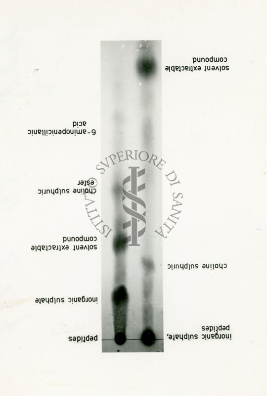 Metabolismo dello zolfo radiattivo nel Penicillium Chrysogenum