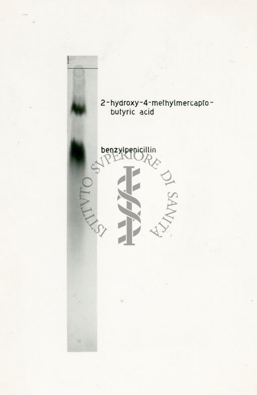 Metabolismo dello zolfo radiattivo nel Penicillium Chrysogenum