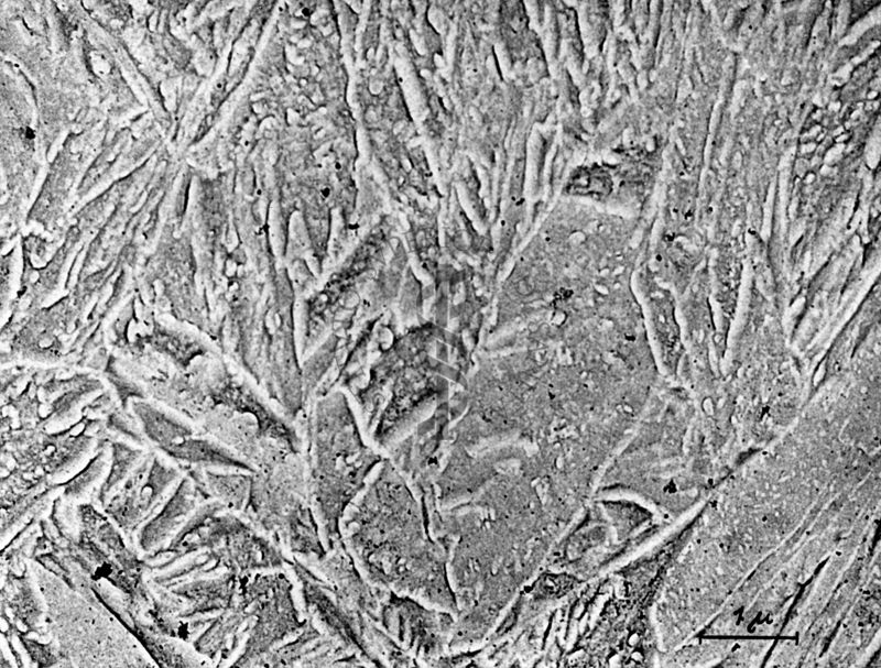 Cristallo a forma arborescente osservato al microscopio elettronico