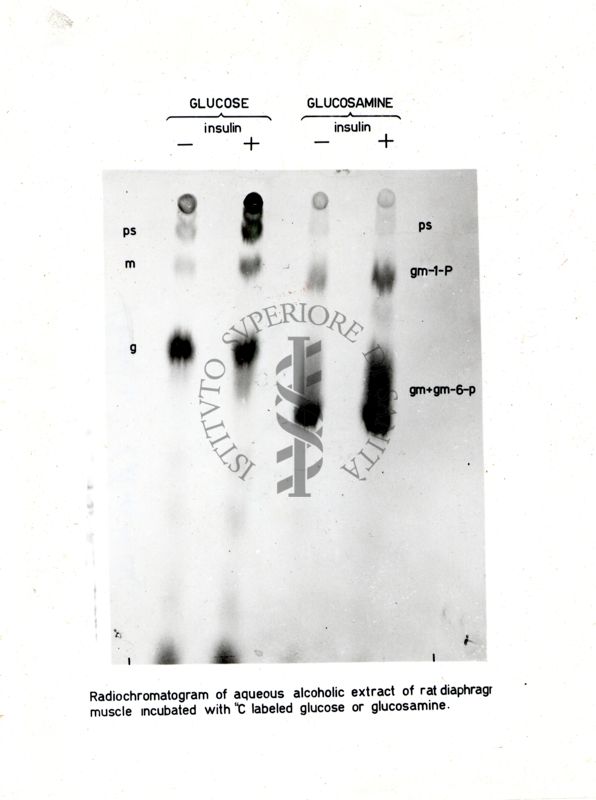 Radiocromatogramma di estratto idroalcolico di muscolo diaframmatico di ratto incubato con glucosio o glucosamina marcati con carbonio-14 (14C)