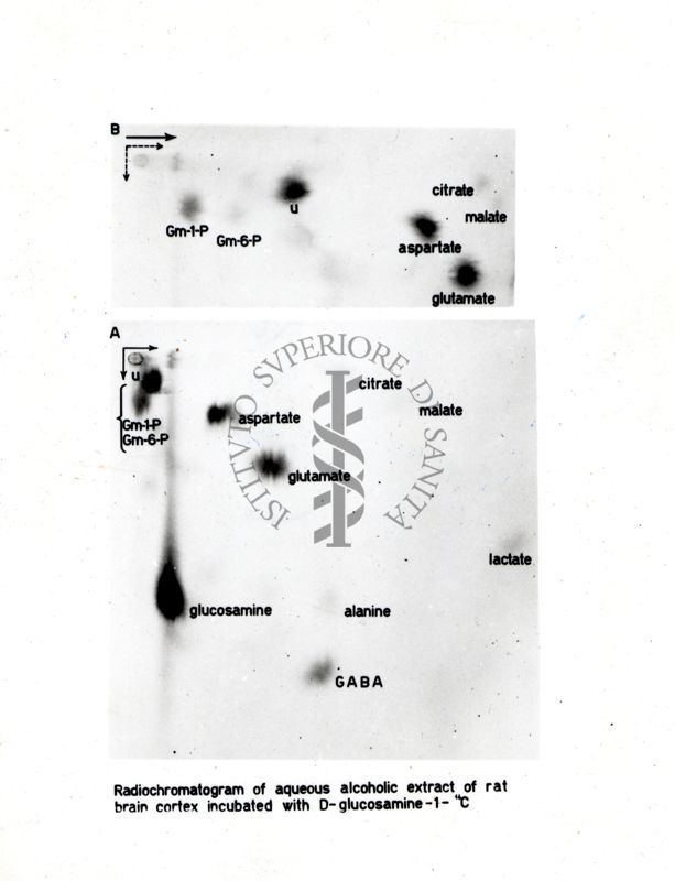Radiocromatogramma di estratto idroalcolico di corteccia cerebrale di ratto incubata con D-glucosamina-1-14C