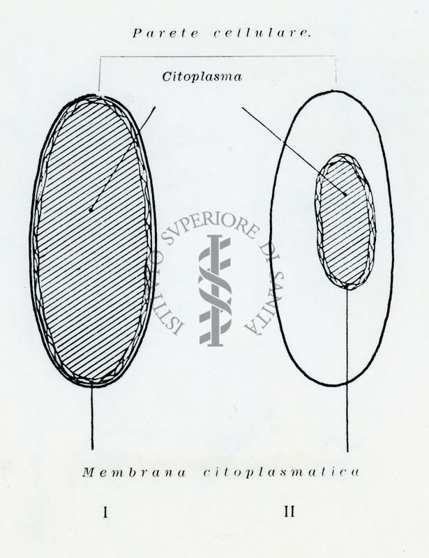 Cellula batterca normale (I) e dopo plasmolisi (II)