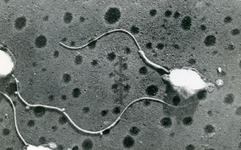 Vibrio metchnikovii da Van Iterson