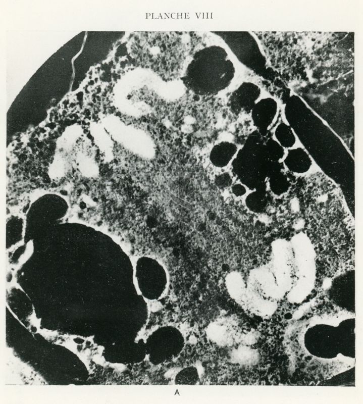 Cromosomi di una cellula vegetale