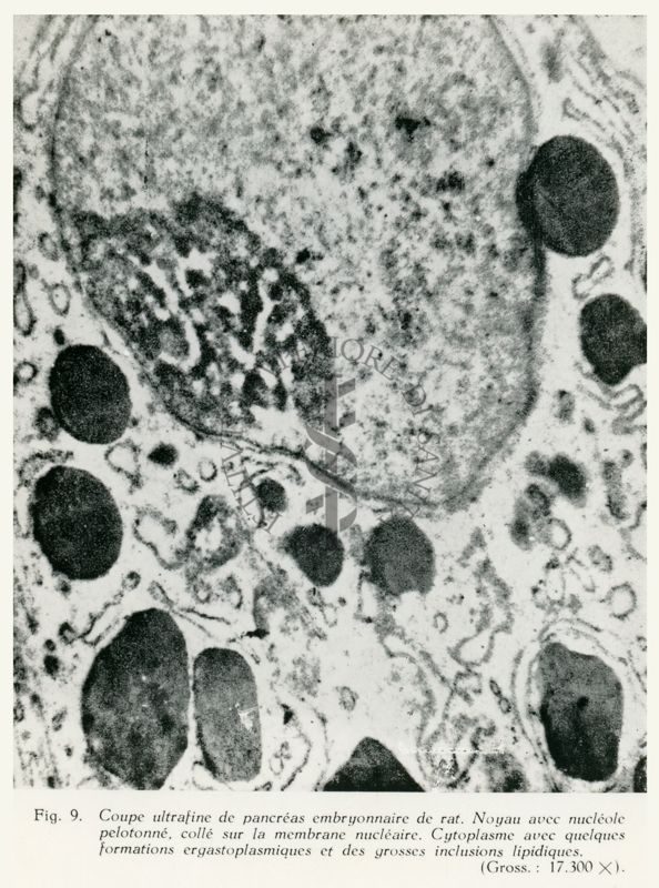 Sezione di pancreas embrionale di ratto