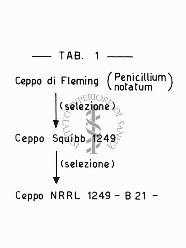 Fermentazioni  di Penicillina  TAB 1 - Riproduzione da disegno