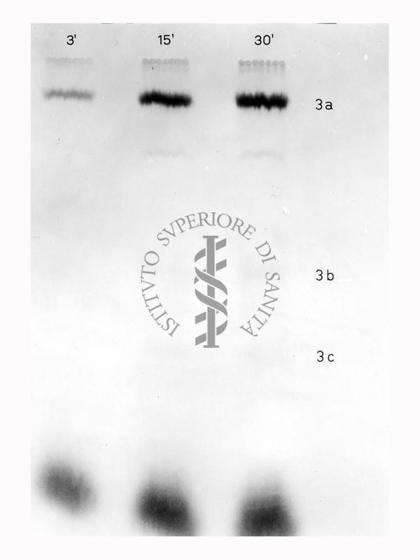 Riproduzione da radiografia