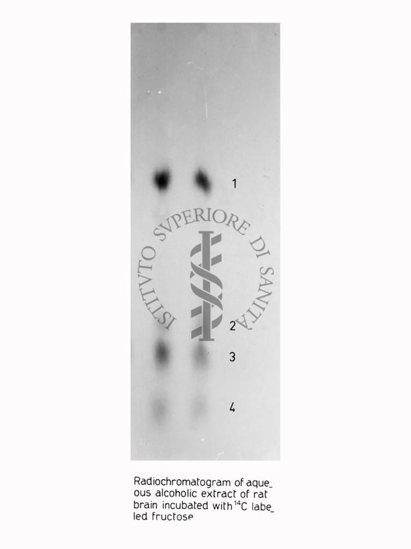 Riproduzione da radiografia