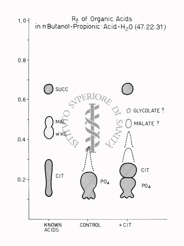 Riproduzione da disegno