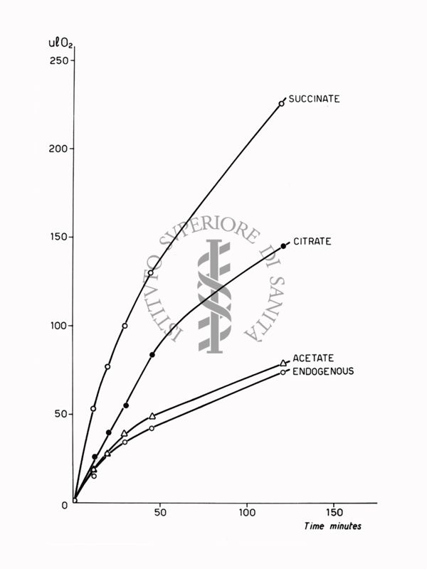 Riproduzione da disegno