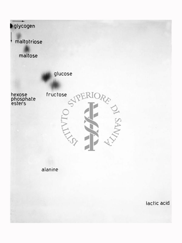 Riproduzione da radiografia