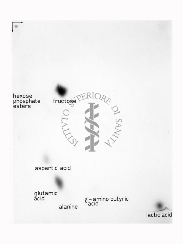 Riproduzione da radiografia