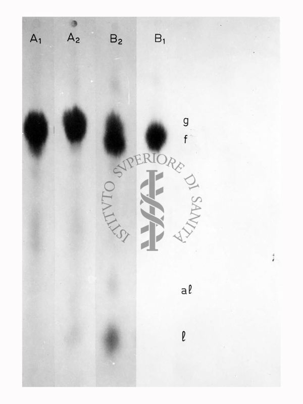 Riproduzione da radiografia