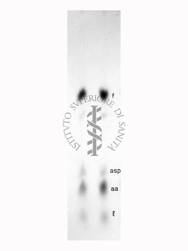 Riproduzione da radiografia