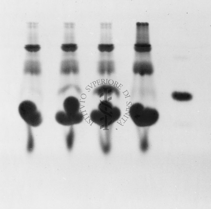 Gel cromatografico