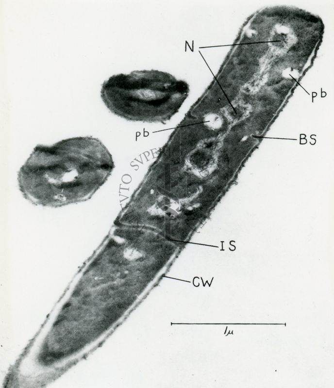 Sezione di cellule batteriche di Bacillus cereus (Chapman e Hiller - 1953)