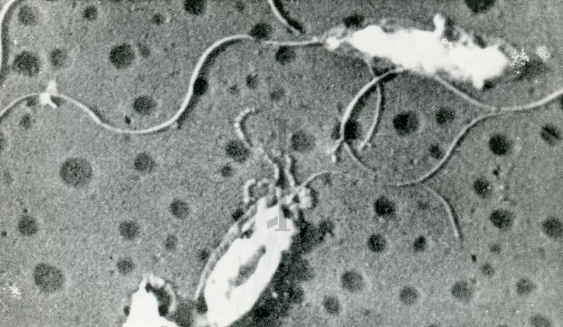 Vibrio metschnikovii (da Van Iterson)