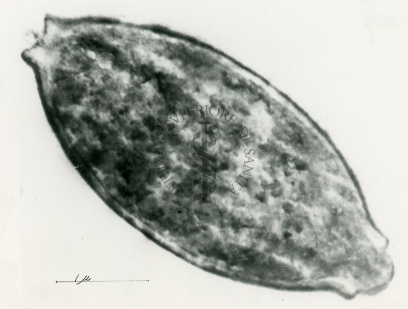 Sezione di cellula microbica in fase di sporulazione apicale