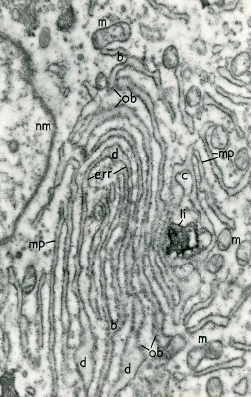 Porzione di citoplasma di una cellula eucariotica in cui è visibile il reticolo endoplasmatico, una parte del nucleo (in alto) e l'apparato del Golgi (in basso)