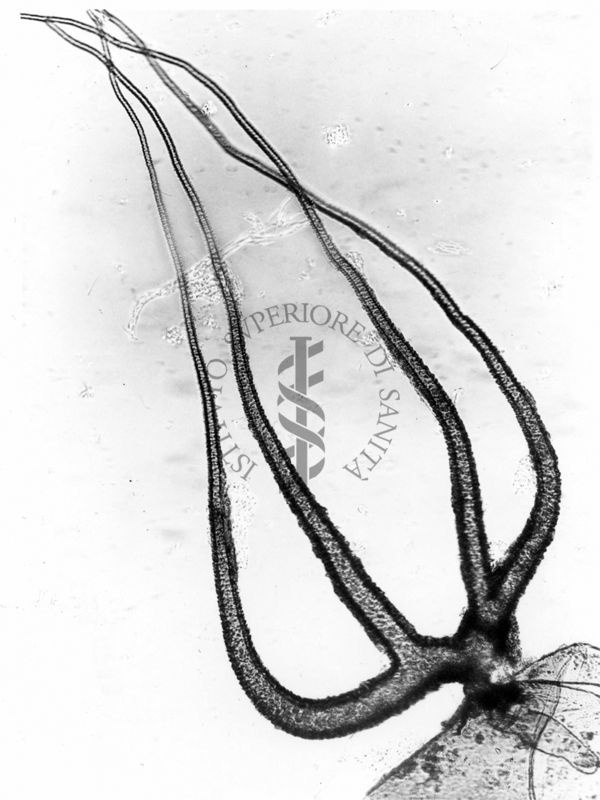 Foto del filamento respiratorio pupale di dittero Simulide sp. (probabilmente sottogenere Nervermannia, specie equinum)