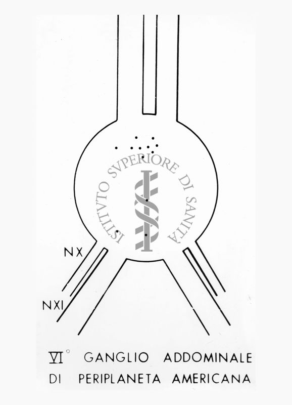 Schema del VI ganglio addominale dello scarafaggio Periplaneta americana