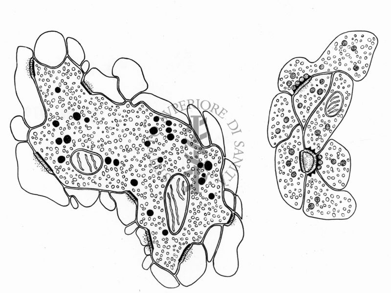 Disegno relativo alle cellule di un tessuto non determinabile