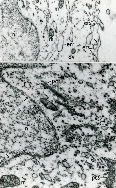 Particolari di due cellule in cui sono visibili il nucleo (n) e porzioni di citoplasma con mitocondri (m), reticolo endoplasmatico (err e ers), vescicole (vs)