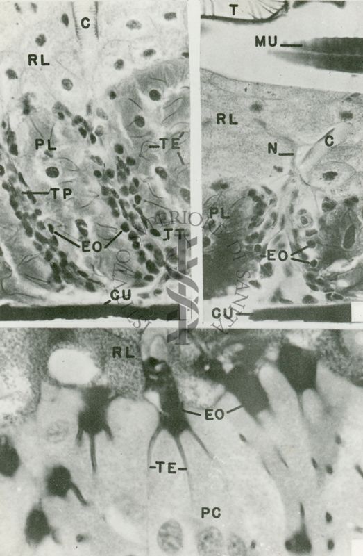 Sezioni semifine osservate al microscopio elettronico a basso ingrandimento