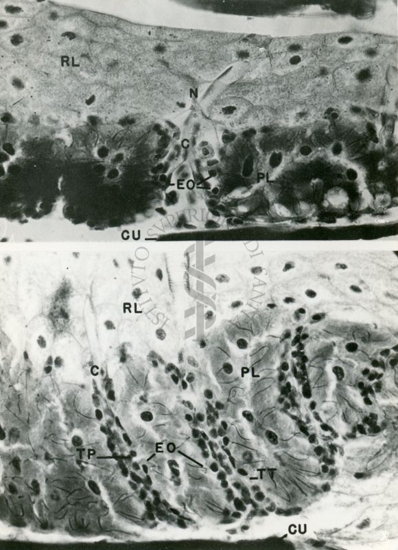 Sezioni semifine osservate al microscopio elettronico a basso ingrandimento