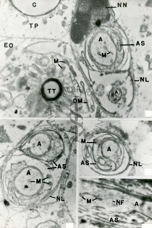 Complesse strutture biologiche costituite da particolari arrangiamenti membranosi