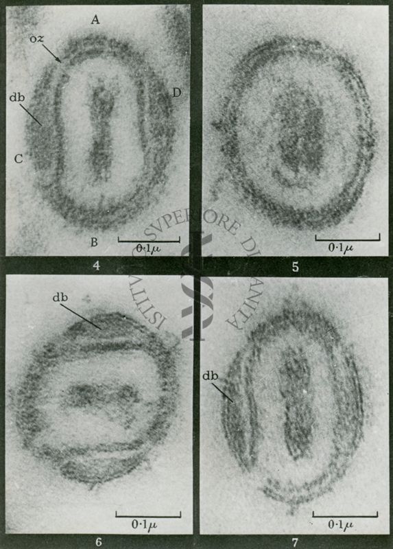 Sezioni di particelle extracellulari di virus del vaiolo. La particelle mature possiedono un involucro a doppia membrana ed un nucleocapside cilindrico