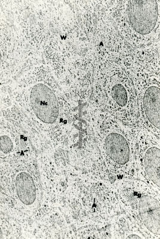 Immagine a basso ingrandimento di un tessuto con cellule molto compatte. Sono ben visibili i nuclei e numerosi organuli cellulari nel citoplasma rarefatto