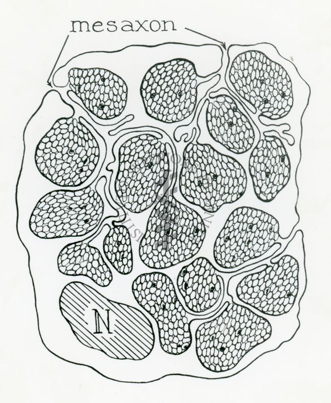 Disegno schematico della sezione di una fibra nervosa amielinica (cellula di Schwann). Sono evidenziati il nucleo, gli assoni e i mesassoni