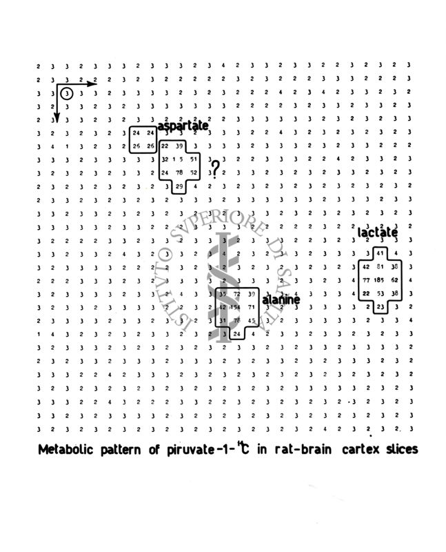 Schema metabolico del piruvato-1-C in un cervello di ratto