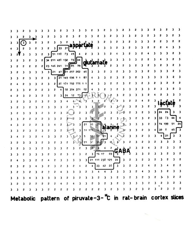 Schema metabolico del piruvato-1-C in un cervello di ratto