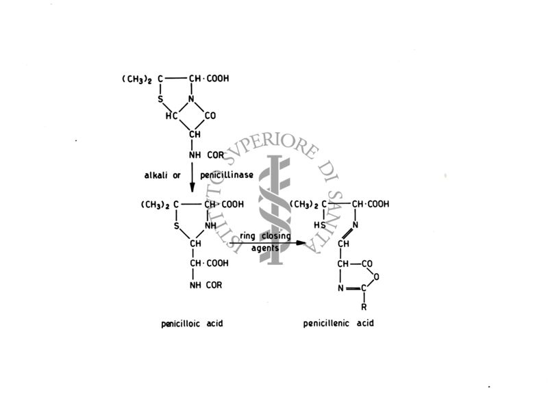 Formule di struttura di alcali o penicillinasi e di acido pecillenico