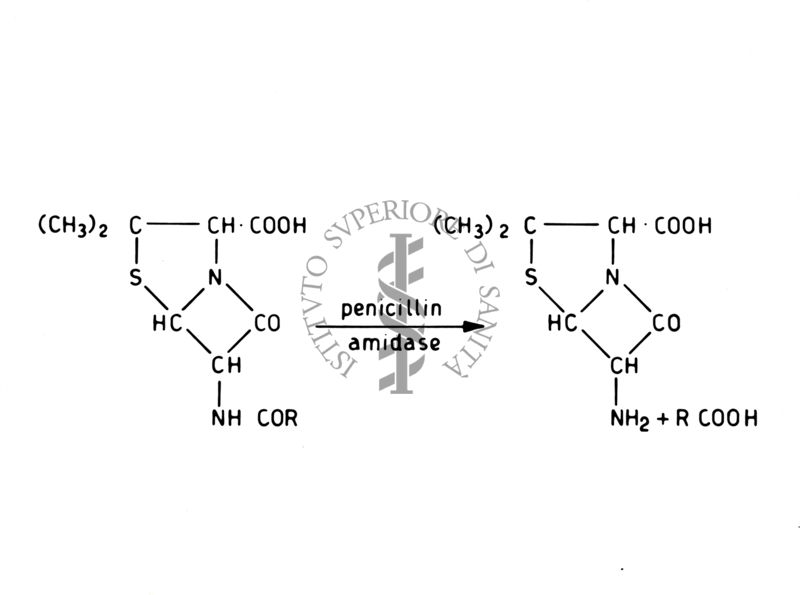 Formule di struttura della penicillina amidasi