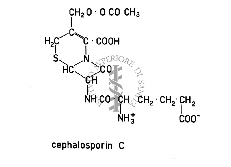 Formula di struttura della cefalosporina C