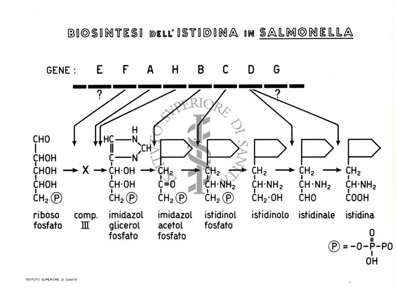 Biosintesi dell'istidina in salmonella