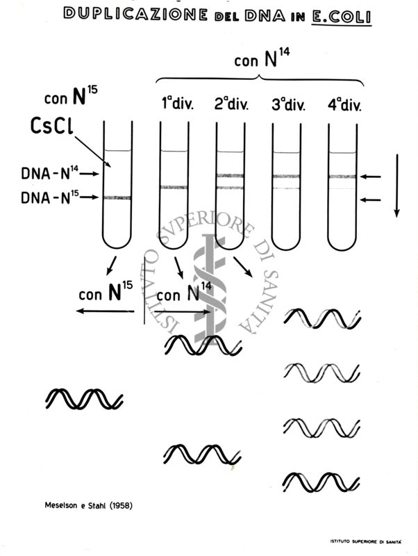 Duplicazione del DNA in Escherichia Coli