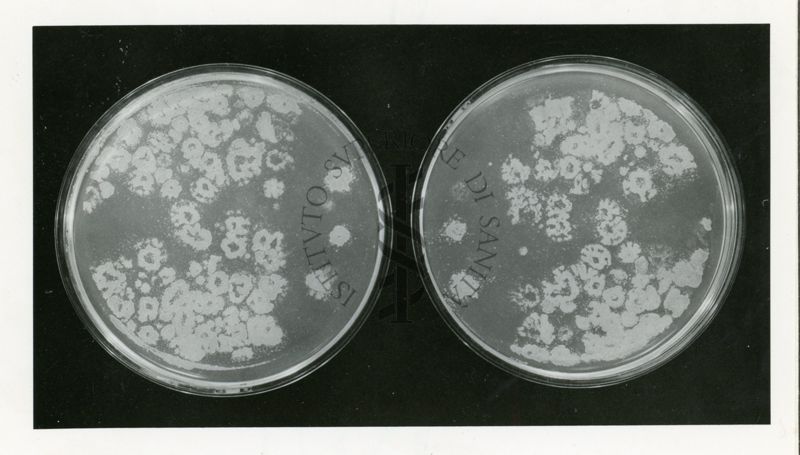 Replica plasting in Penicillium