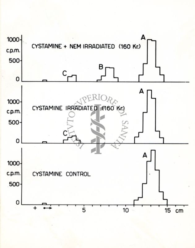 Grafico - cystamine control / cystamine irradiated (160 Kr.) / cystamine + nem irradiated (160 Kr.)