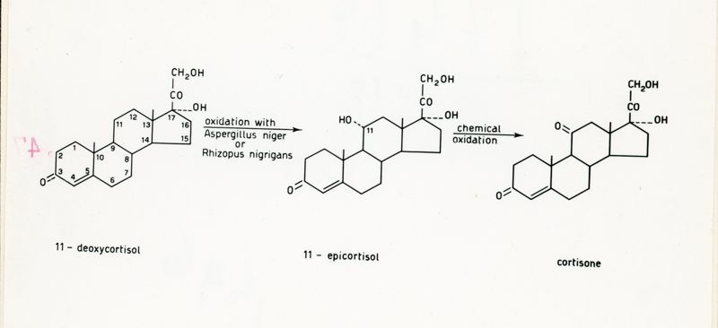 Nella foto formula del Cortisone