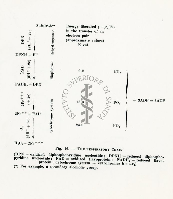 Da libro è riportata la catena respiratoria