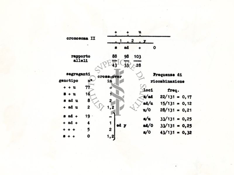 Tabella riguardante il Cromosoma 2