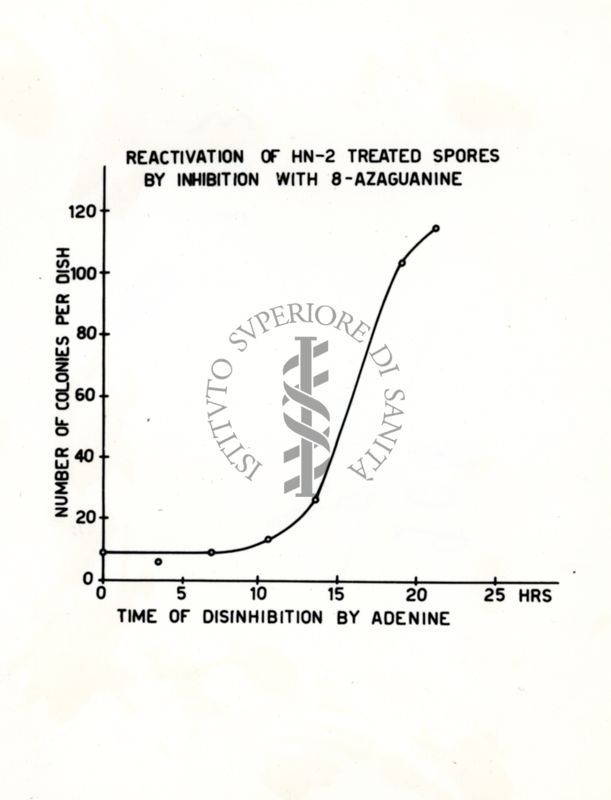 Riattivazione di spore trattate con HN-2 mediante inibizione con 8-azaguanina