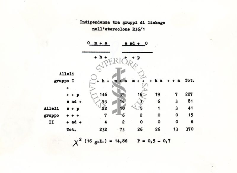 Interdipendenza tra gruppi di linkage nell'eteroclone R36/1