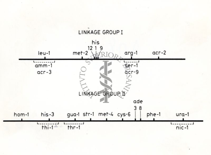 Linkage gruppo I e linkage gruppo II