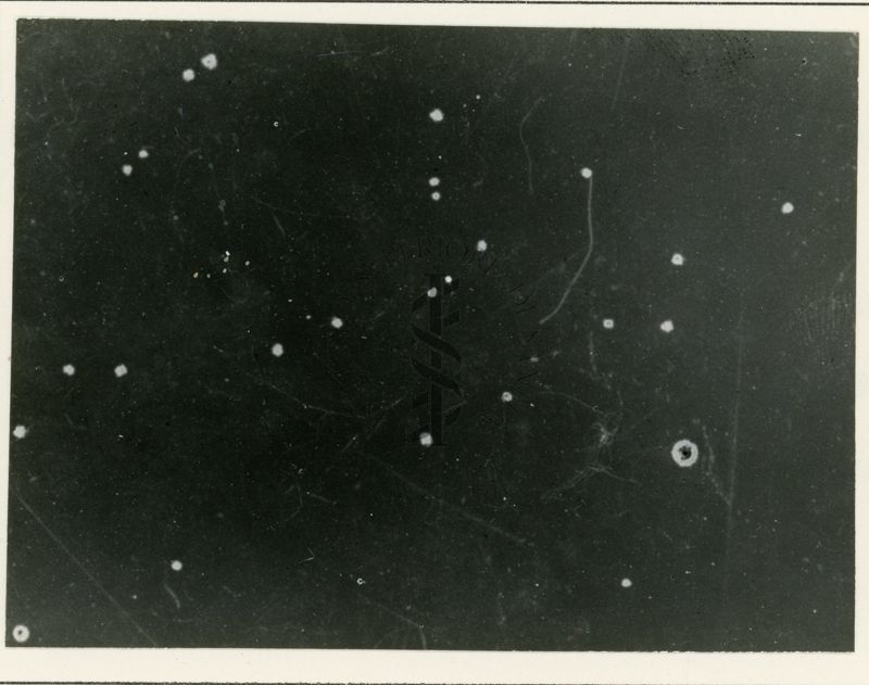 Ricombinazione in Streptomyces